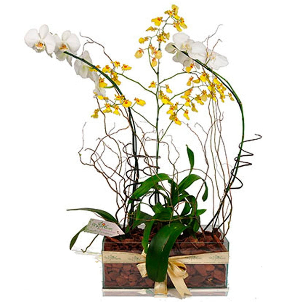 Luxury Orchid Combo Arrangement
