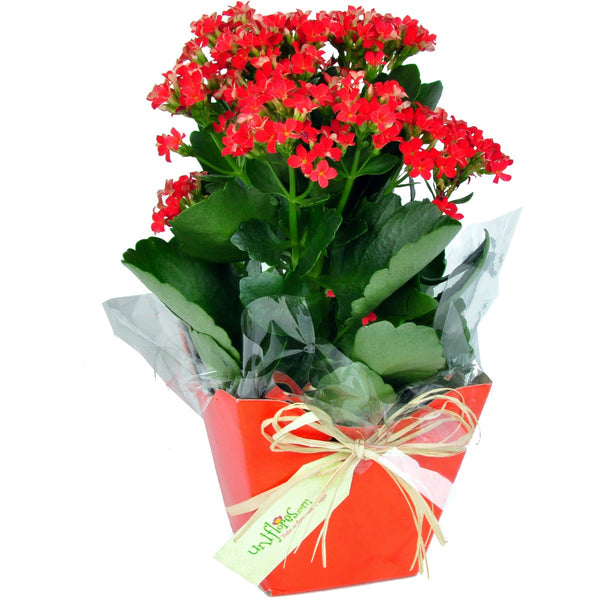 Kalanchoe or Calandiva Plant Gift