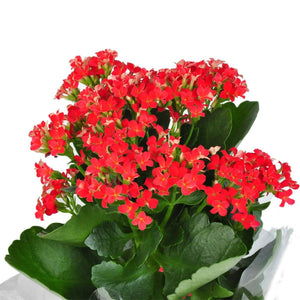 Kalanchoe Potted Plant (Flower of Fortune)