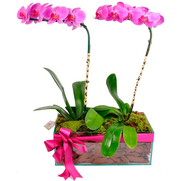 Noble Lilac Orchids Arrangement