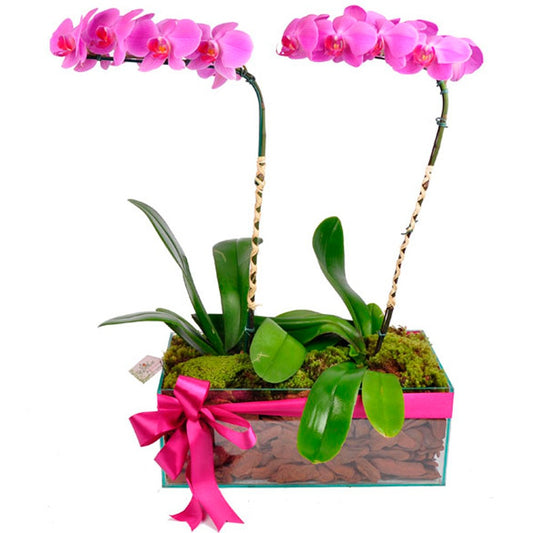 Noble Lilac Orchids Arrangement