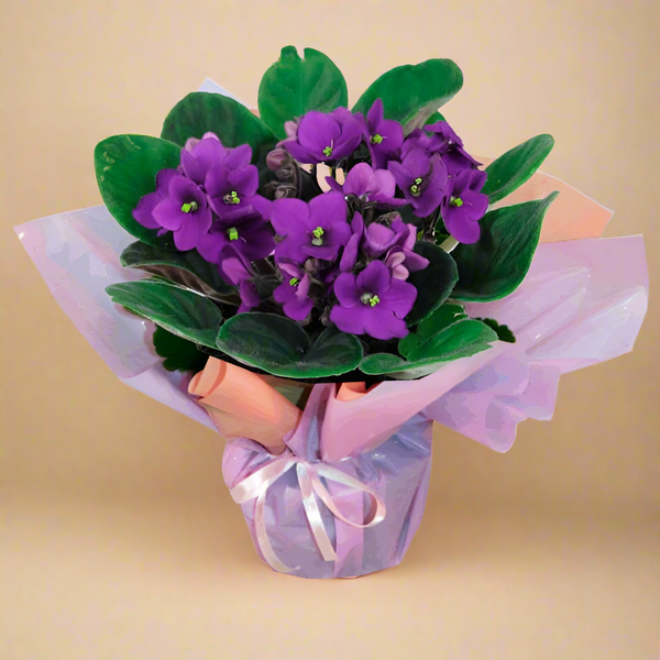 Potted Violets