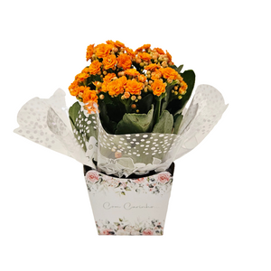 Kalanchoe Potted Plant (Flower of Fortune)