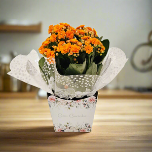 Kalanchoe Potted Plant (Flower of Fortune)
