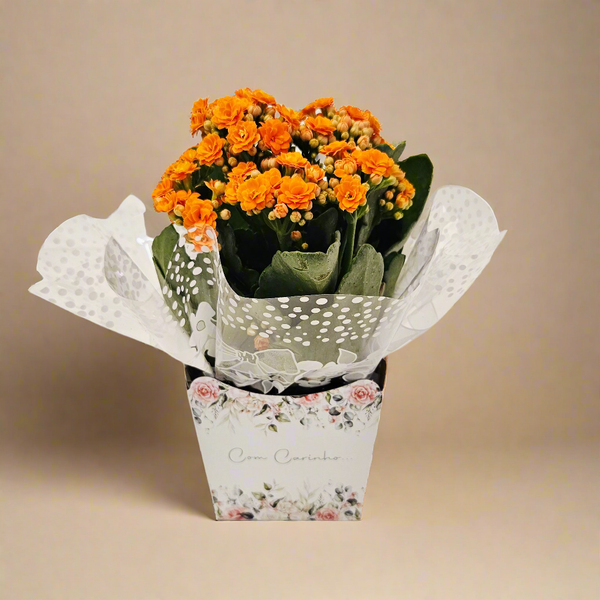 Kalanchoe Potted Plant (Flower of Fortune)