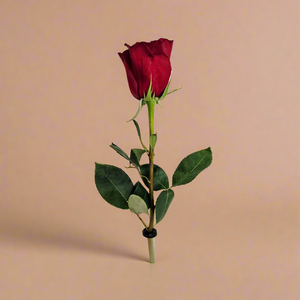 Bouton de rose, emballé cadeau