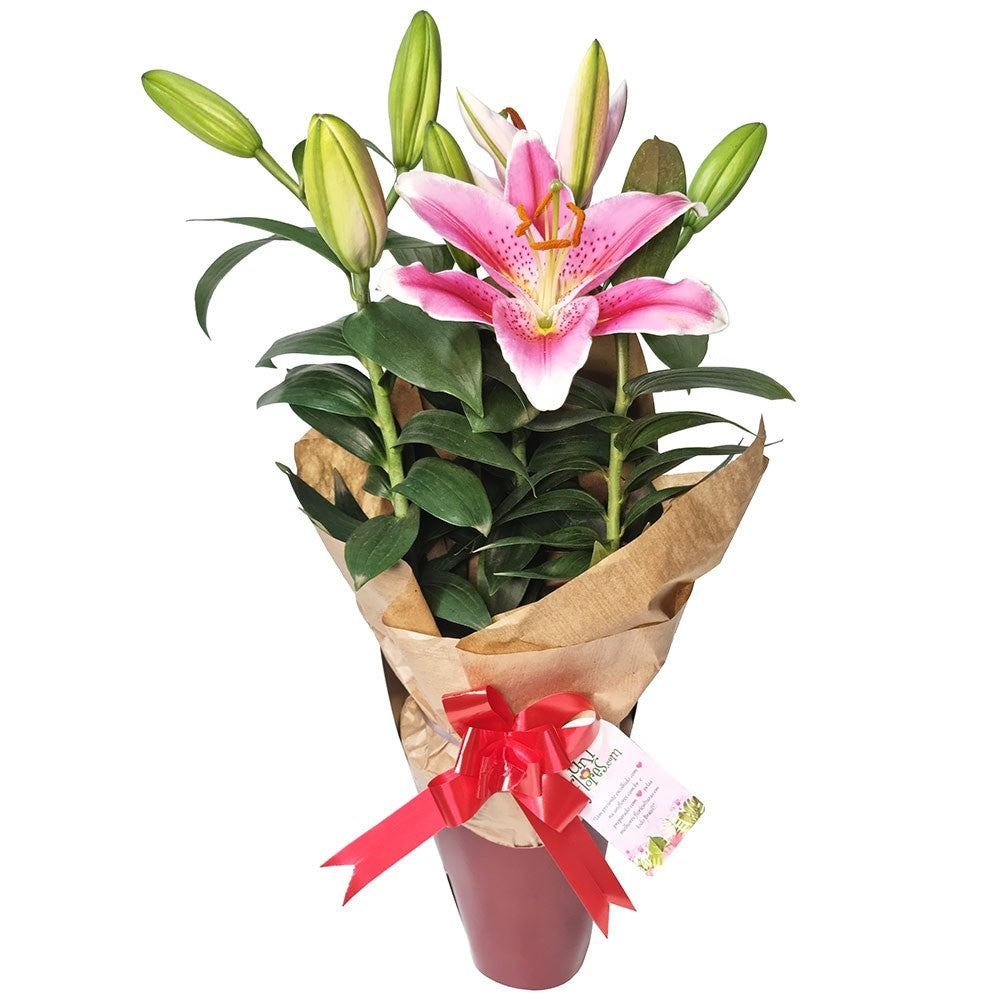 Gift-Wrapped Lilies