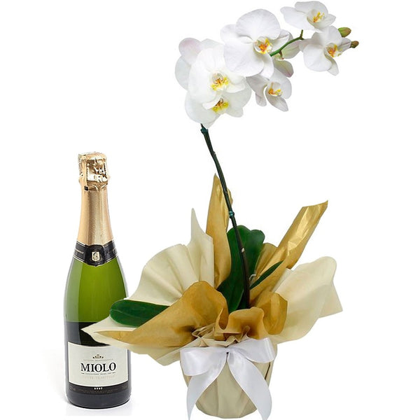 White Phalaenopsis Orchid with Sparkling Wine