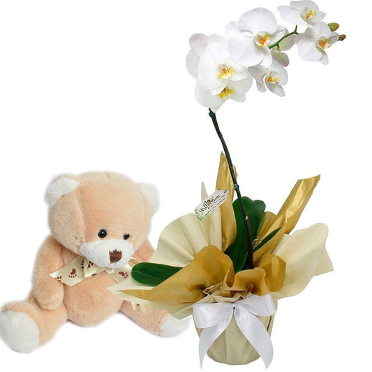 White Phalaenopsis Orchid with Teddy Bear