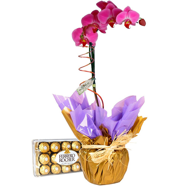 Lilac Phalaenopsis Orchid with Chocolates