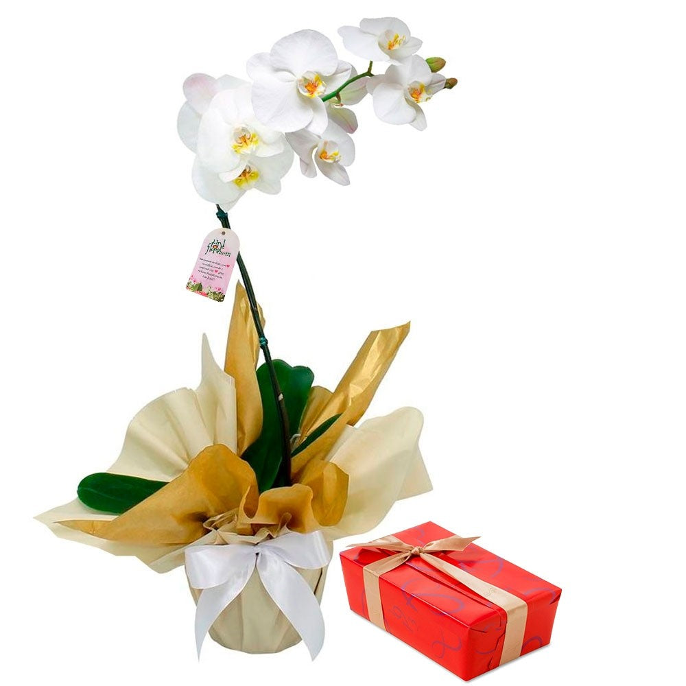 White Phalaenopsis Orchid with Chocolates & Plush