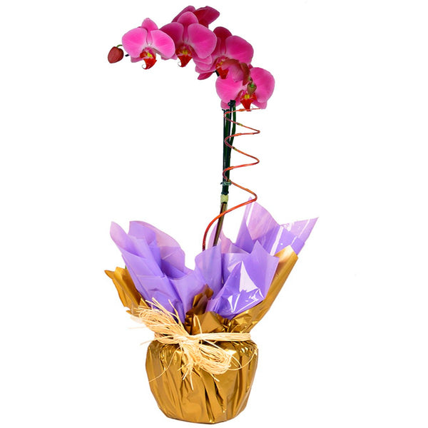 Lilac Phalaenopsis Orchid