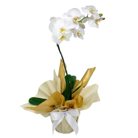 White Phalaenopsis Orchid