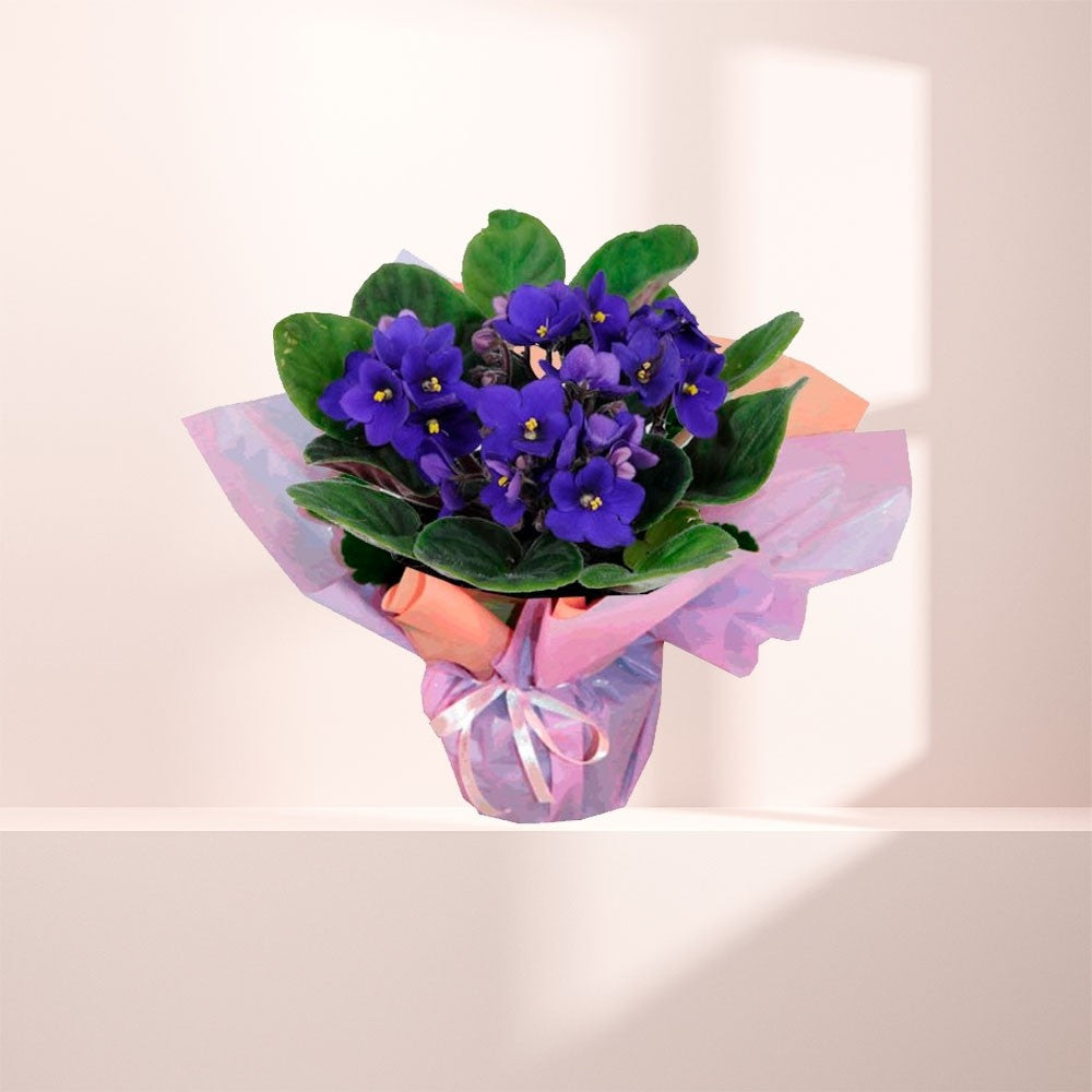 Little Violets Potted Plant