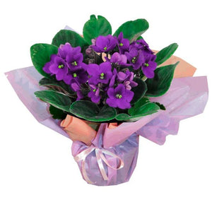 Violettes en pot