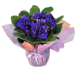 Violettes en pot